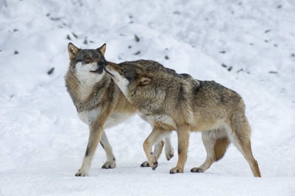 Pareja de lobos caminando sobre nieve (60798)