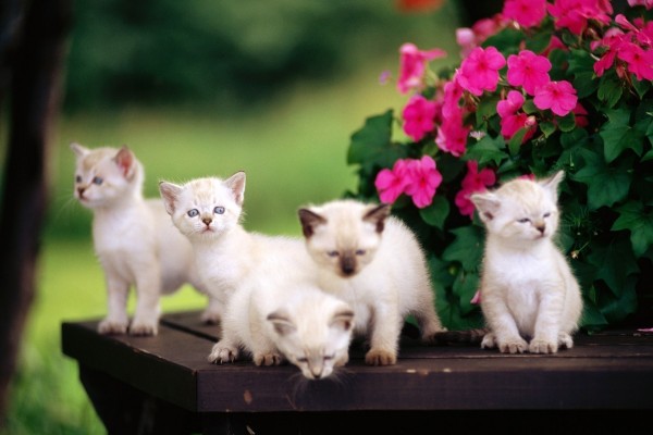 Camada de gatitos blancos en un jardín