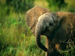 Bebé elefante entre la hierba
