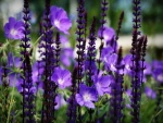 Varias flores color púrpura