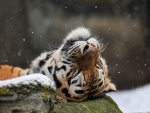 Tigre tumbado en una piedra disfrutando de los copos de nieve