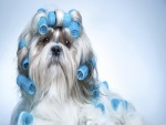 Perro de raza Shih Tzu con rulos en el pelo