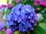 Espléndida hortensia color azul