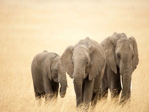 Tres elefantes caminando