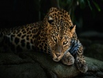 Leopardo sobre una roca