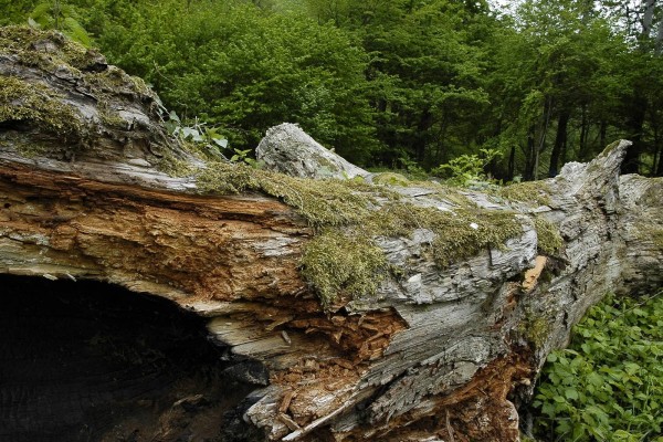Gran tronco caído en un bosque