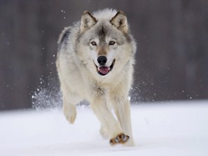 Lobo corriendo sobre la nieve