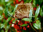 Nido de ave en las ramas de un arbusto con frutos rojos