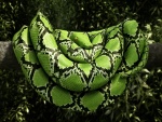 Serpiente verde en la rama de un árbol