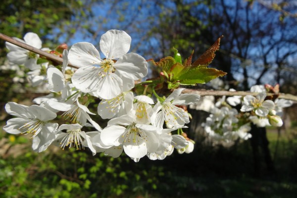 Flores de primavera en una rama