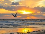 Gaviota volando sobre la orilla del mar al amanecer