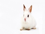 Un pequeño conejo blanco