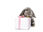 Conejo gris junto a una caja de regalo