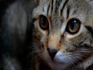 La cara de un lindo gato