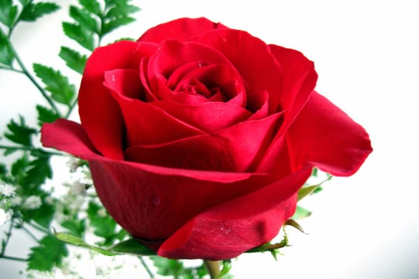 Una rosa roja para regalar