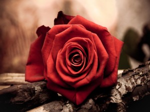 Rosa roja sobre un tronco