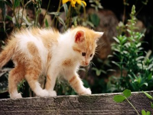 Gatito caminando sobre un listón de madera