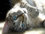 Gato de ojos azules tumbado sobre una alfombra