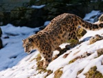 Leopardo de las nieves bajando por una colina