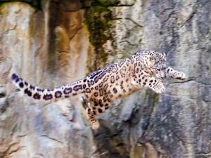 Gran salto de un leopardo de las nieves