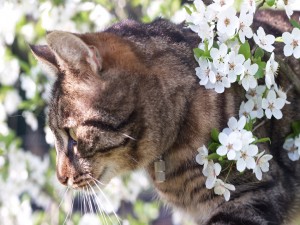 Postal: Gato entre las flores blancas de un árbol