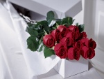 Hermosas rosas rojas dentro de una caja para regalar