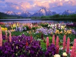 Coloridas flores junto a un lago
