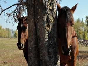 Dos caballos marrones junto a un árbol