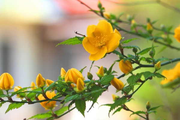 Flores amarillas en las ramas