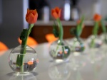 Tulipanes naranjas dentro de pequeños jarrones