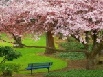 Banco bajo un hermoso árbol en flor
