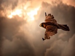 Águila volando bajo un cielo nuboso