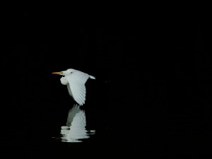 Garza blanca volando sobre la oscura superficie del agua