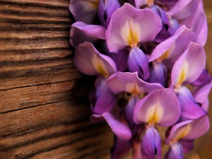 Postal: Flores de color lila junto a una pared de madera