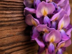 Flores de color lila junto a una pared de madera