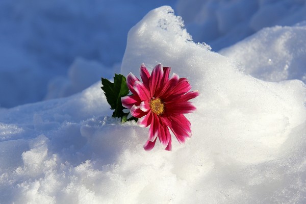 Gerbera fucsia sobre la nieve