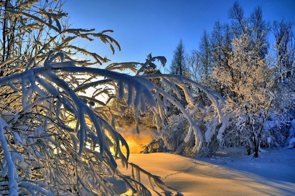 Los rayos del sol de la mañana calentando un bosque cubierto de nieve