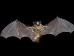 Murciélago volando en la noche con la boca abierta