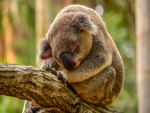 Koala sentado en un tronco dormitando
