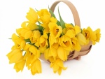 Tulipanes amarillos en una cesta