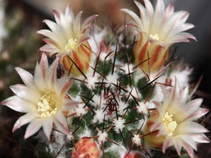 Flores blancas en un cactus