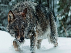 Lobo caminando sobre la nieve