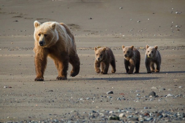 Tres oseznos caminando detrás de mamá