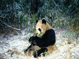 Oso panda comiendo bambú en invierno