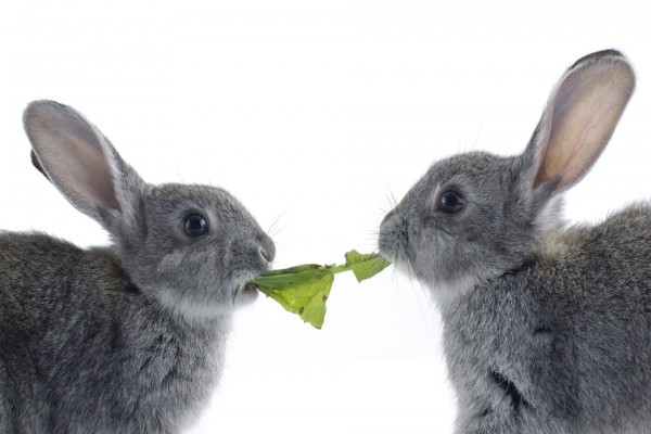 Dos conejos comiendo una hoja verde
