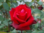 Una rosa roja en el rosal