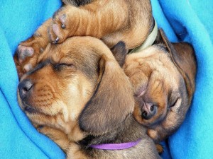 Dos dulces cachorros durmiendo sobre una tela azul