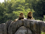 Dos leones tumbados sobre una gran roca