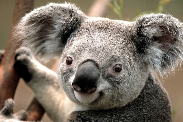 La simpática cara de un koala