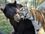 Tigre frotando su cabeza sobre el cuello de un oso